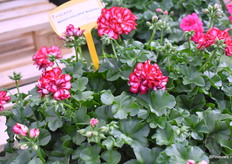 De Medio Lollipop Mariska is zeer stabiel in de kleur. Het is bicolor peltatum en doet het goed in zowel koude als warme condities.